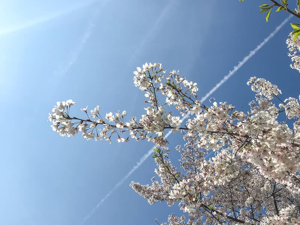 kwitnące wiśnie