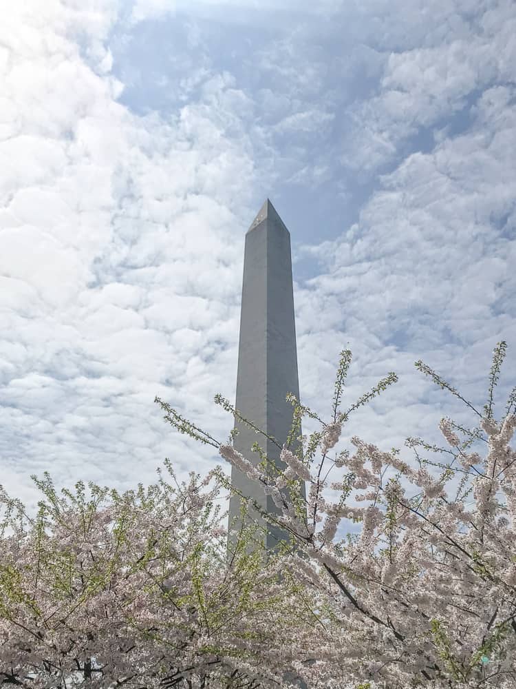 pomnik i festiwal kwitnącej wiśni w Waszyngtonie